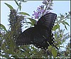 Black Tiger Butterfly